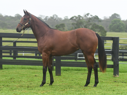 Magic Millions Thoroughbred Horses