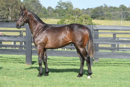 Magic Millions Horses