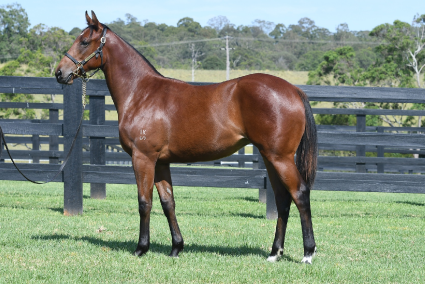 Magic Millions Horses