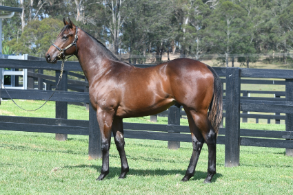 Magic Millions Horses