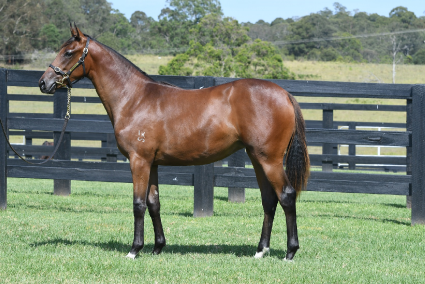 Magic Millions Horses