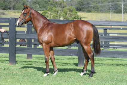 Magic Millions Horses