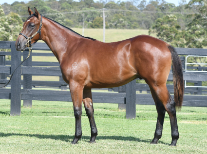 Magic Millions Thoroughbred Horses