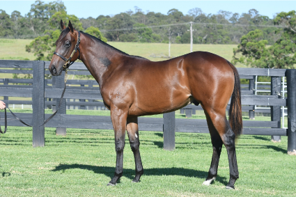 Magic Millions Horses