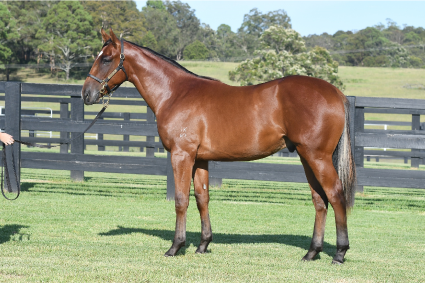 Magic Millions Thoroughbred Horses