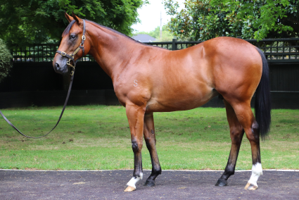 Magic Millions Thoroughbred Horses