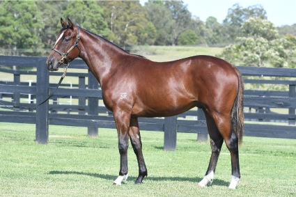 Magic Millions Thoroughbred Horses