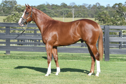 Magic Millions Thoroughbred Horses