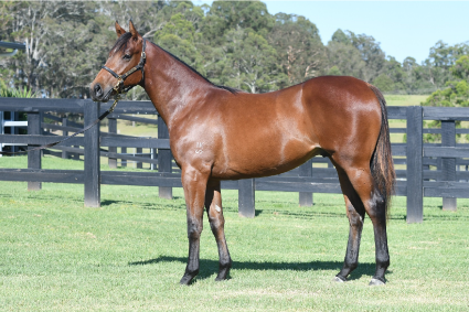 Magic Millions Horses