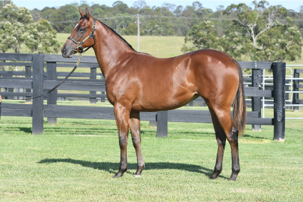 Magic Millions Thoroughbred Horses