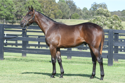 Magic Millions Thoroughbred Horses