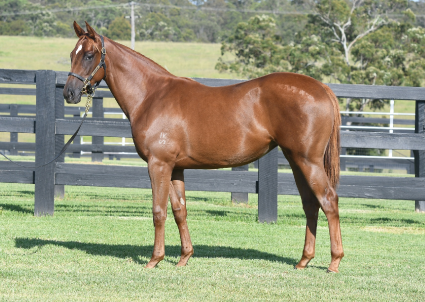 Magic Millions Horses