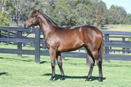 Magic Millions Horses