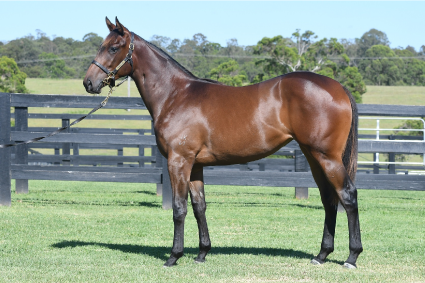 Magic Millions Horses