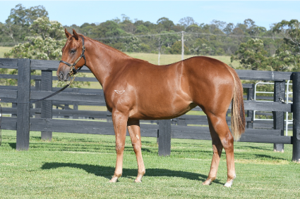 Magic Millions Thoroughbred Horses