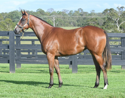 Magic Millions Thoroughbred Horses