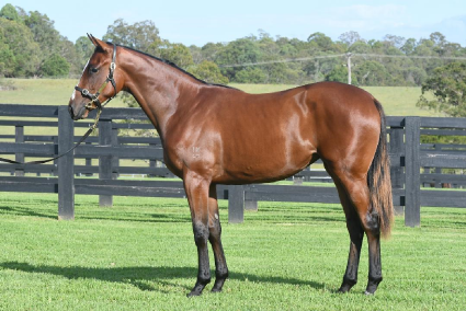 Magic Millions Horses