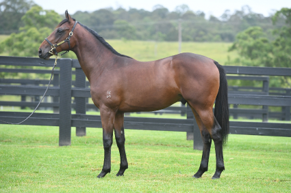 Magic Millions Horses