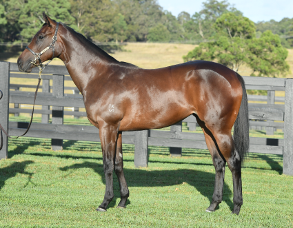 Magic Millions Thoroughbred Horses