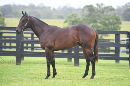 Magic Millions Horses