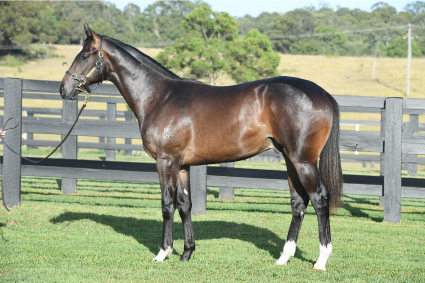 Magic Millions Thoroughbred Horses