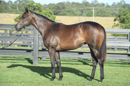 Magic Millions Horses