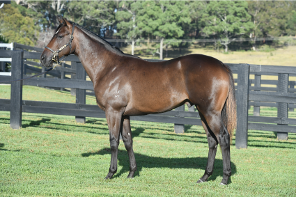 Magic Millions Thoroughbred Horses