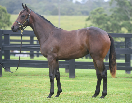 Magic Millions Horses