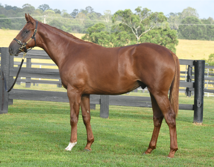 Magic Millions Thoroughbred Horses