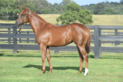 Magic Millions Thoroughbred Horses