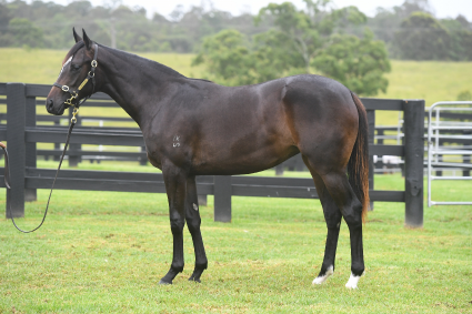 Magic Millions Horses