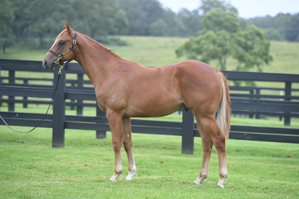 Magic Millions Horses