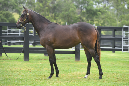 Magic Millions Horses