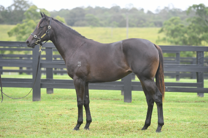 Magic Millions Horses