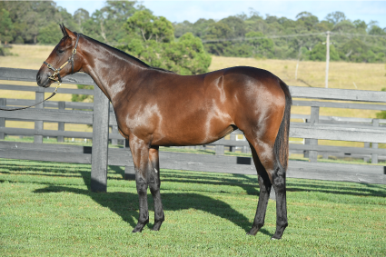 Magic Millions Thoroughbred Horses