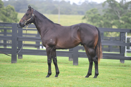 Magic Millions Horses