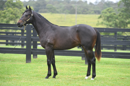 Magic Millions Horses