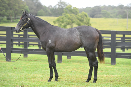 Magic Millions Horses