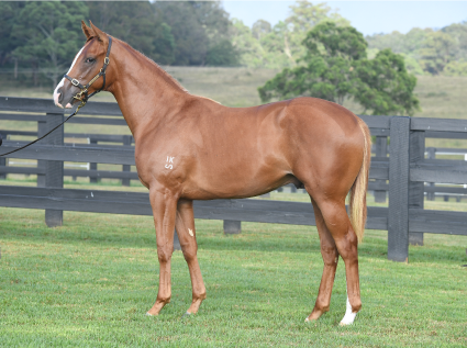 Magic Millions Thoroughbred Horses