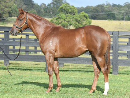 Magic Millions Thoroughbred Horses