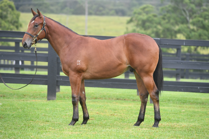 Magic Millions Horses