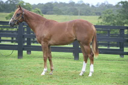 Magic Millions Horses