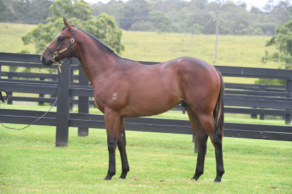 Magic Millions Horses