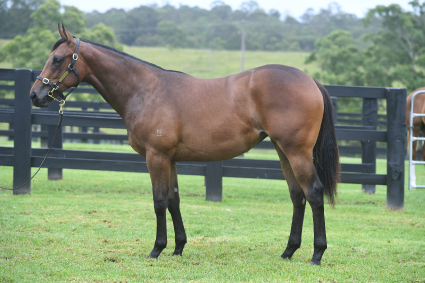 Magic Millions Horses