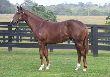 Magic Millions Thoroughbred Horses