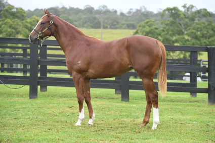 Magic Millions Horses