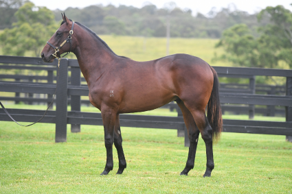 Magic Millions Horses