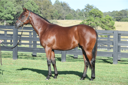 Magic Millions Thoroughbred Horses