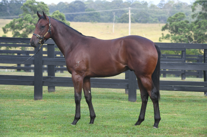 Magic Millions Horses