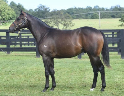 Magic Millions Horses